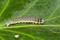 Cryptoptila immersana