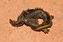 Caenoplana bicolor