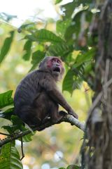 Macaca arctoides