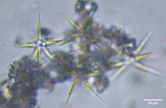 Actinastrum