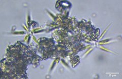 Actinastrum
