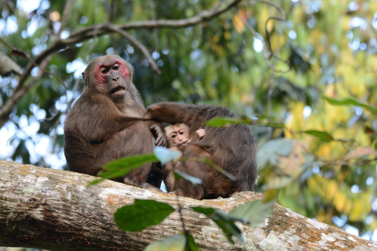 Stump-tailed macaque