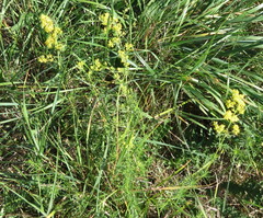 Galium × pomeranicum