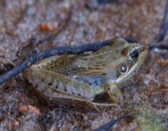 Ptychadena mascareniensis