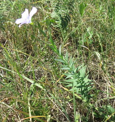 Linum nervosum