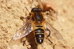 Helophilus eristaloidea