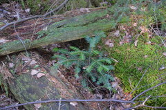 Abies alba
