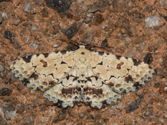 Sandava scitisignata