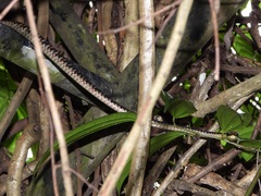 Dendrelaphis kopsteini