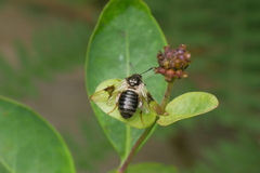 Abia fasciata