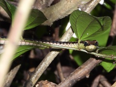 Dendrelaphis kopsteini