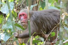 Macaca arctoides