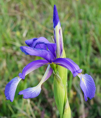 Iris spuria