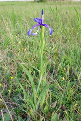 Iris spuria