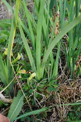 Iris spuria