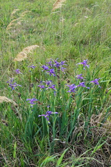 Iris spuria
