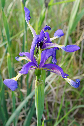 Seashore iris (Iris spuria)