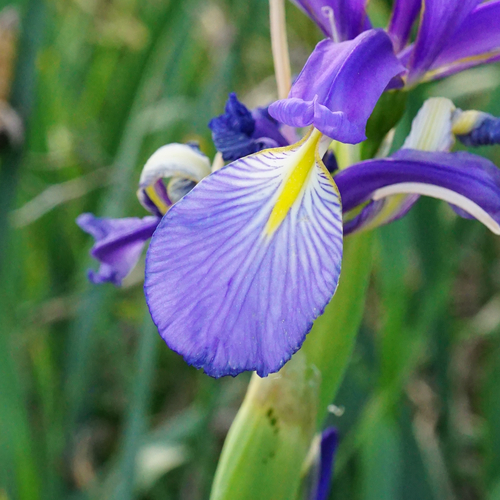 Image of Iris spuria by (c) Patrick Hacker, some rights reserved (CC BY)