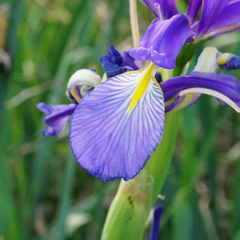 Iris spuria