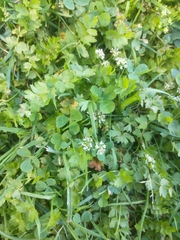Helosciadium repens