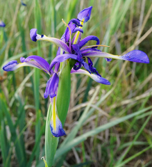Iris spuria
