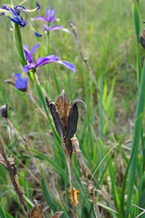 Iris spuria