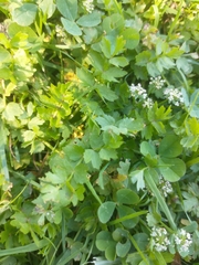 Helosciadium repens