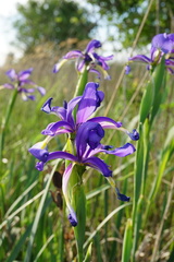 Iris spuria