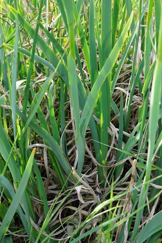 Image of Iris spuria by (c) Patrick Hacker, some rights reserved (CC BY)