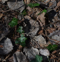 Hedera helix