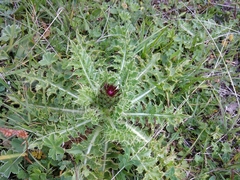 Cirsium rhizocephalum