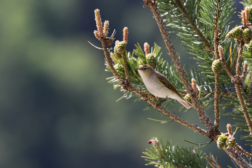 Mosquitero papialbo (Phylloscopus bonelli)
