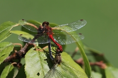 Sympetrum sanguineum