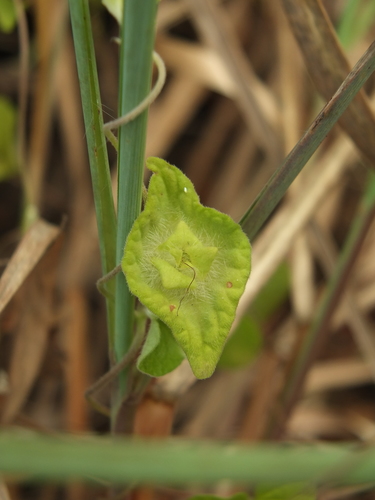 Ipomoea pileata iNat (1)