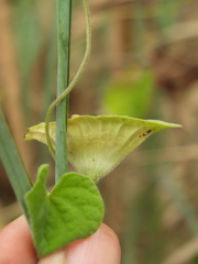 Ipomoea pileata