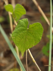 Ipomoea pileata