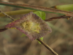 Ipomoea pileata