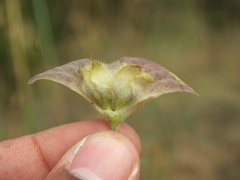 Ipomoea pileata