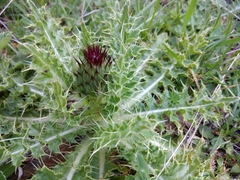 Cirsium rhizocephalum