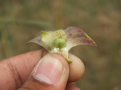 Ipomoea pileata