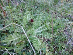 Cirsium rhizocephalum