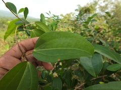Dioscorea oppositifolia
