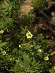 Limnophila indica