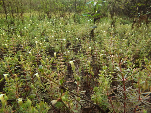 Limnophila indica, photograph 5