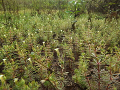 Limnophila indica