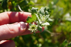 Berkheya fruticosa