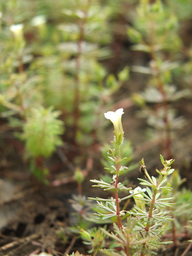 Limnophila indica, photograph 1