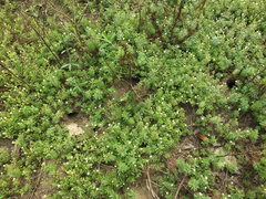 Limnophila indica