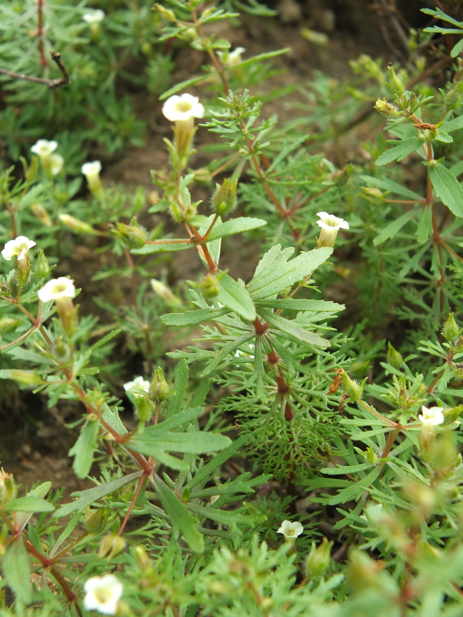 Limnophila indica