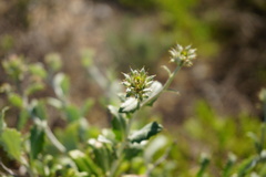 Berkheya fruticosa